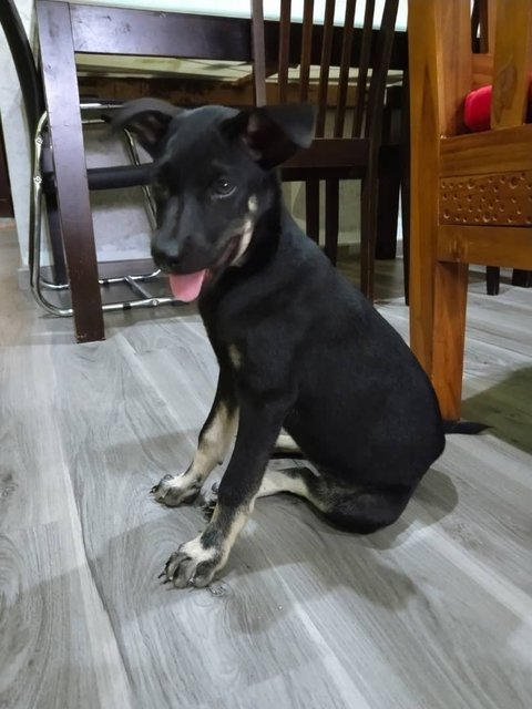 Ria - Mixed Breed Dog