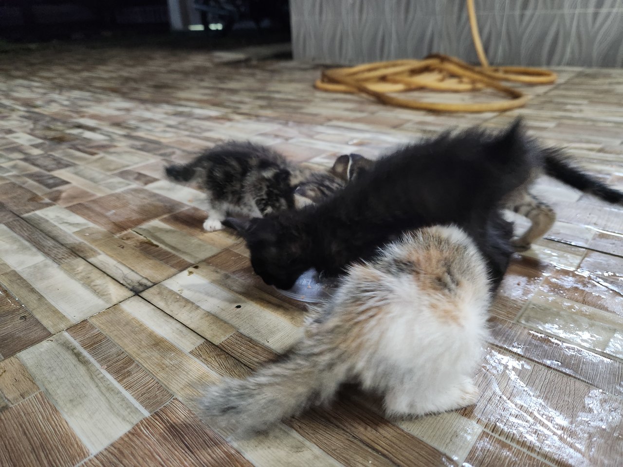 4 Kittens For Adoption - Domestic Medium Hair Cat