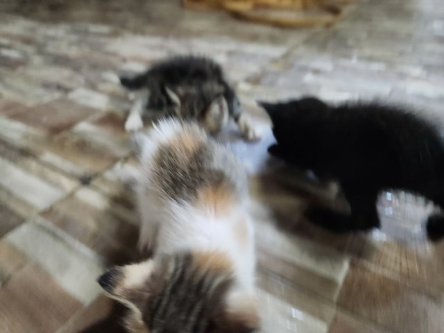 4 Kittens For Adoption - Domestic Medium Hair Cat