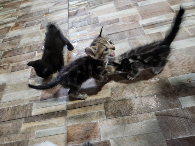 4 Kittens For Adoption - Domestic Medium Hair Cat