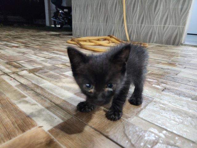 4 Kittens For Adoption - Domestic Medium Hair Cat