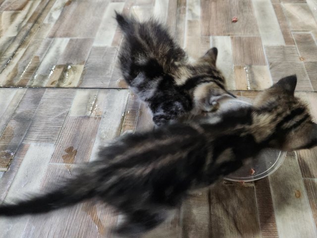 4 Kittens For Adoption - Domestic Medium Hair Cat