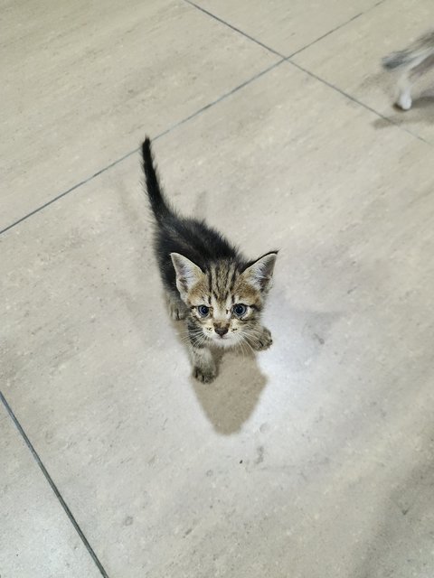 4 Kittens For Adoption - Domestic Medium Hair Cat