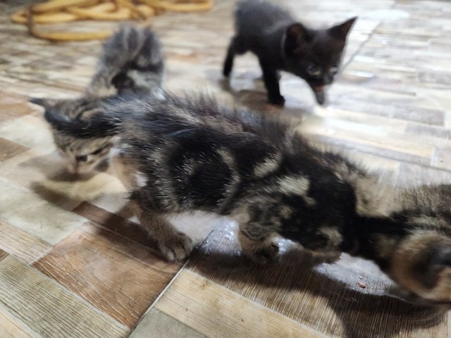 4 Kittens For Adoption - Domestic Medium Hair Cat