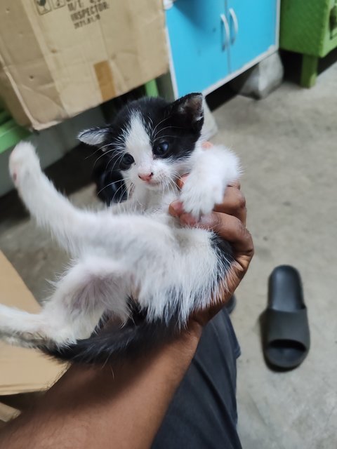 Factory Kitten - Domestic Medium Hair Cat