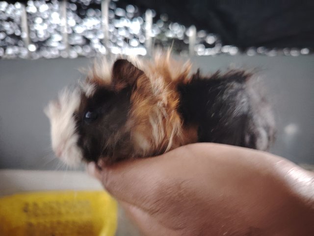 Guinea Piglets - Guinea Pig Small & Furry