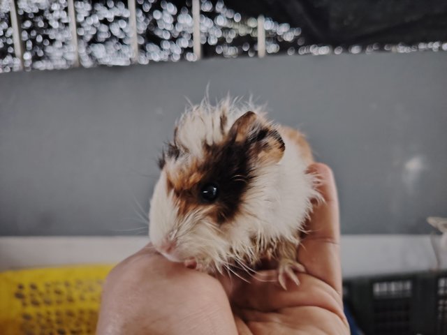 Guinea Piglets - Guinea Pig Small & Furry