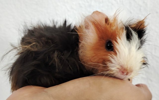 Guinea Piglets - Guinea Pig Small & Furry