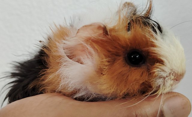 Guinea Piglets - Guinea Pig Small & Furry