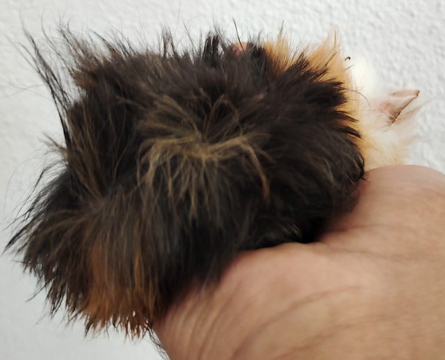 Guinea Piglets - Guinea Pig Small & Furry