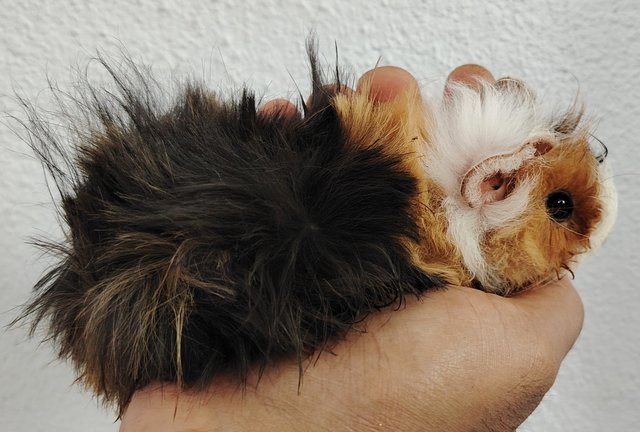 Guinea Piglets - Guinea Pig Small & Furry