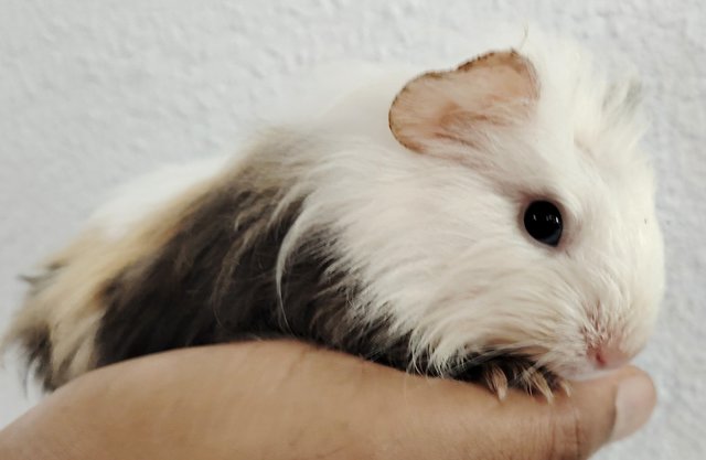 Guinea Piglets - Guinea Pig Small & Furry