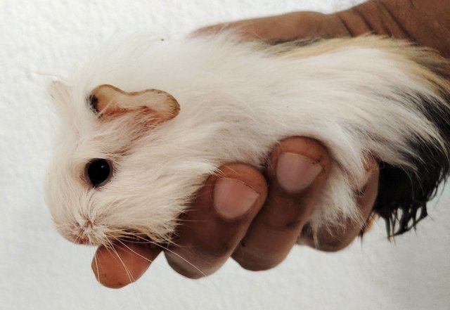 Guinea Piglets - Guinea Pig Small & Furry