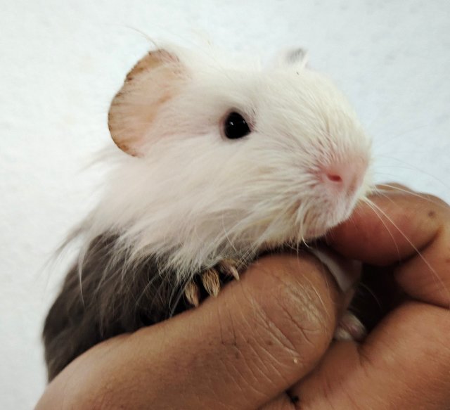 Guinea Piglets - Guinea Pig Small & Furry