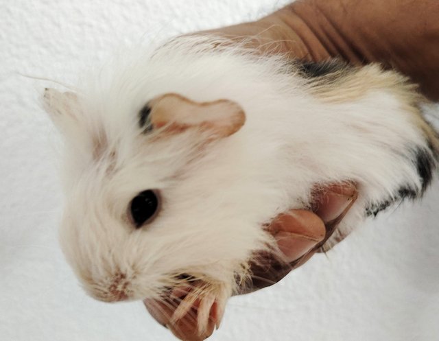 Guinea Piglets - Guinea Pig Small & Furry