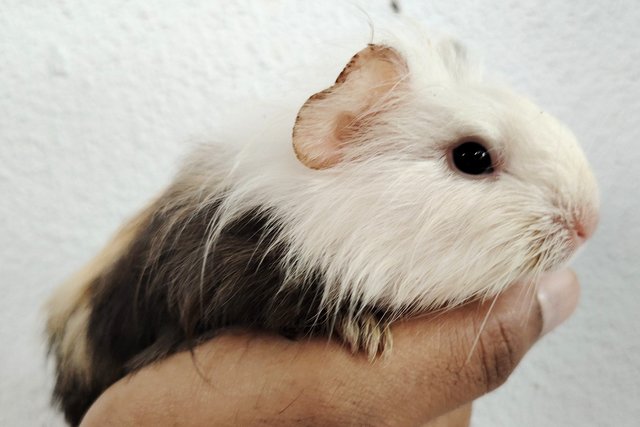 Guinea Piglets - Guinea Pig Small & Furry