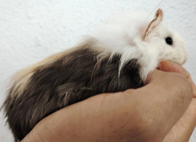 Guinea Piglets - Guinea Pig Small & Furry