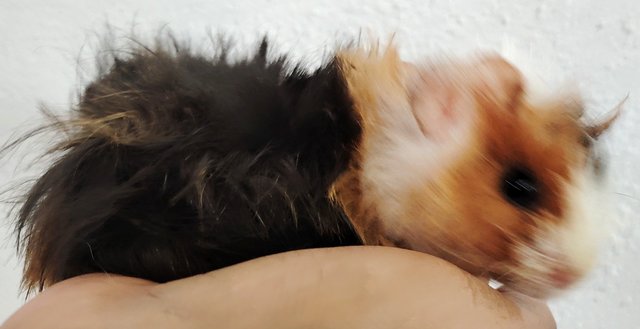 Guinea Piglets - Guinea Pig Small & Furry