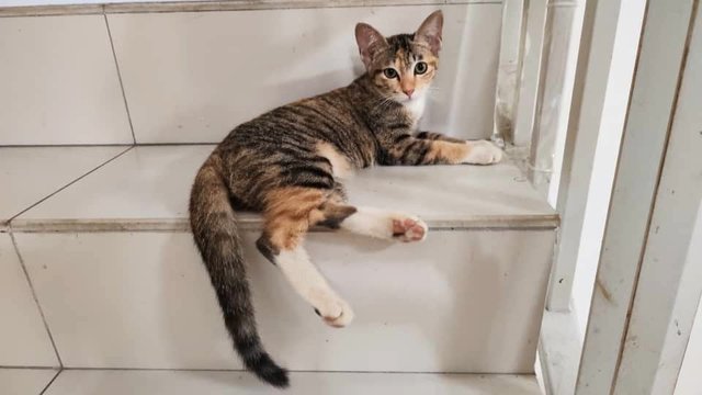 Liang Liang 亮亮 - Domestic Short Hair Cat