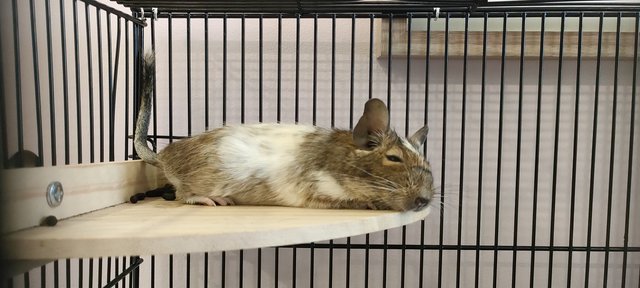 Sasha - Degu Small & Furry