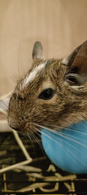 Sasha - Degu Small & Furry