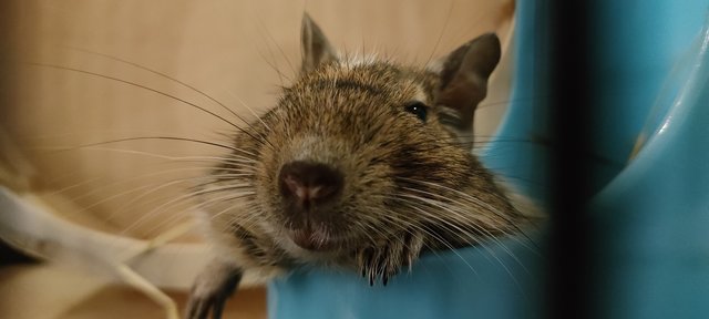 Sasha - Degu Small & Furry