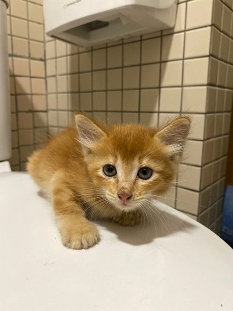 3 Orange Kitten - Domestic Long Hair Cat