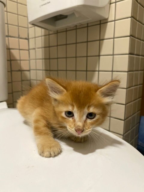 3 Orange Kitten - Domestic Long Hair Cat