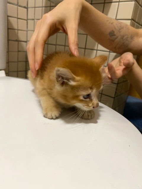 3 Orange Kitten - Domestic Long Hair Cat