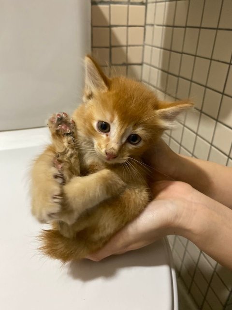 3 Orange Kitten - Domestic Long Hair Cat