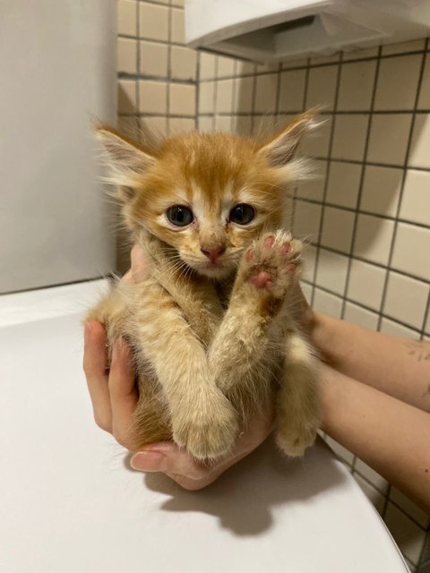 3 Orange Kitten - Domestic Long Hair Cat