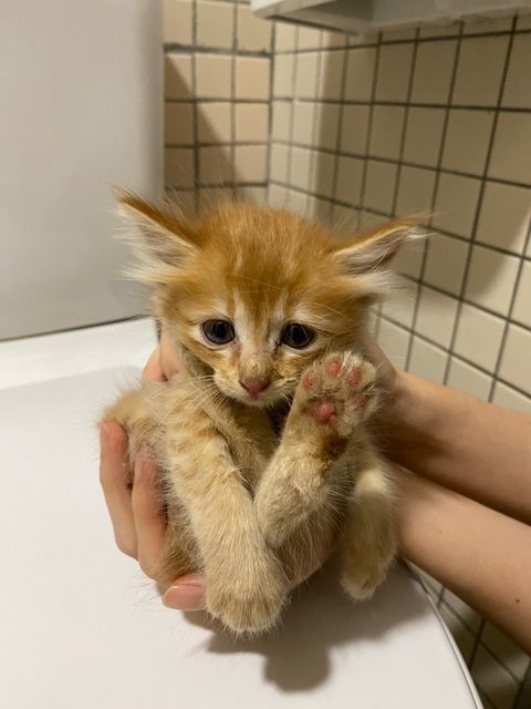 3 Orange Kitten - Domestic Long Hair Cat