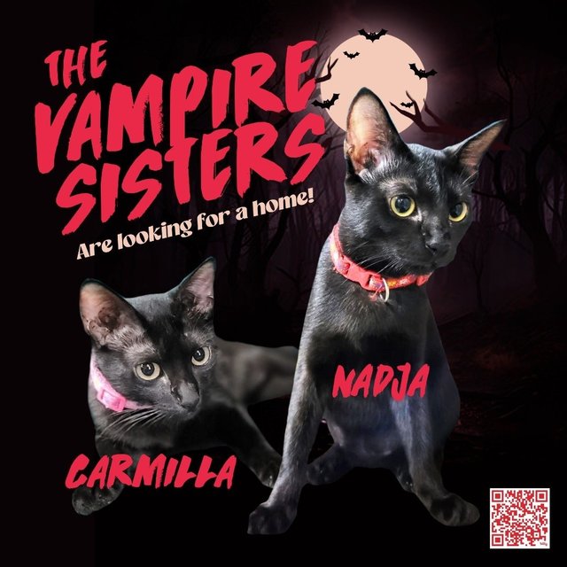 Carmilla &amp; Nadja - Domestic Short Hair Cat