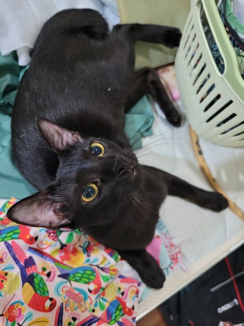 Nadja sleeps on fabric she likes