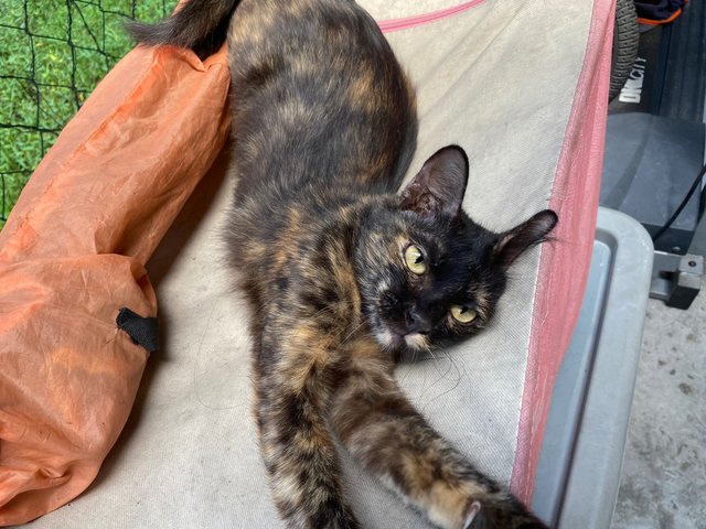 Comot - Tortoiseshell Cat