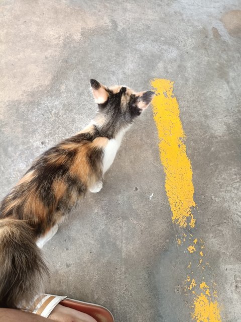 Sando - Domestic Medium Hair + Calico Cat