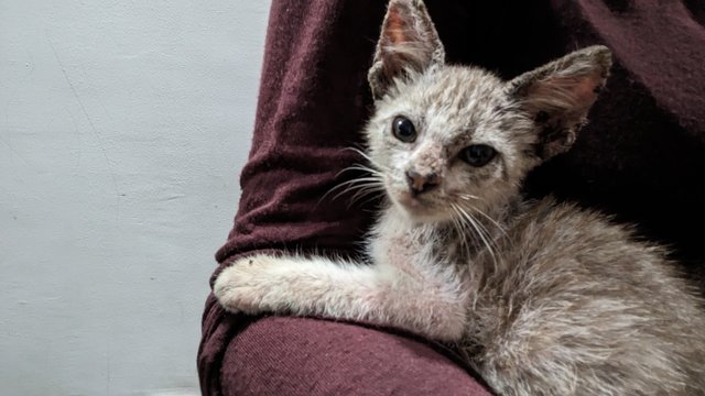 Crispy - Domestic Short Hair Cat