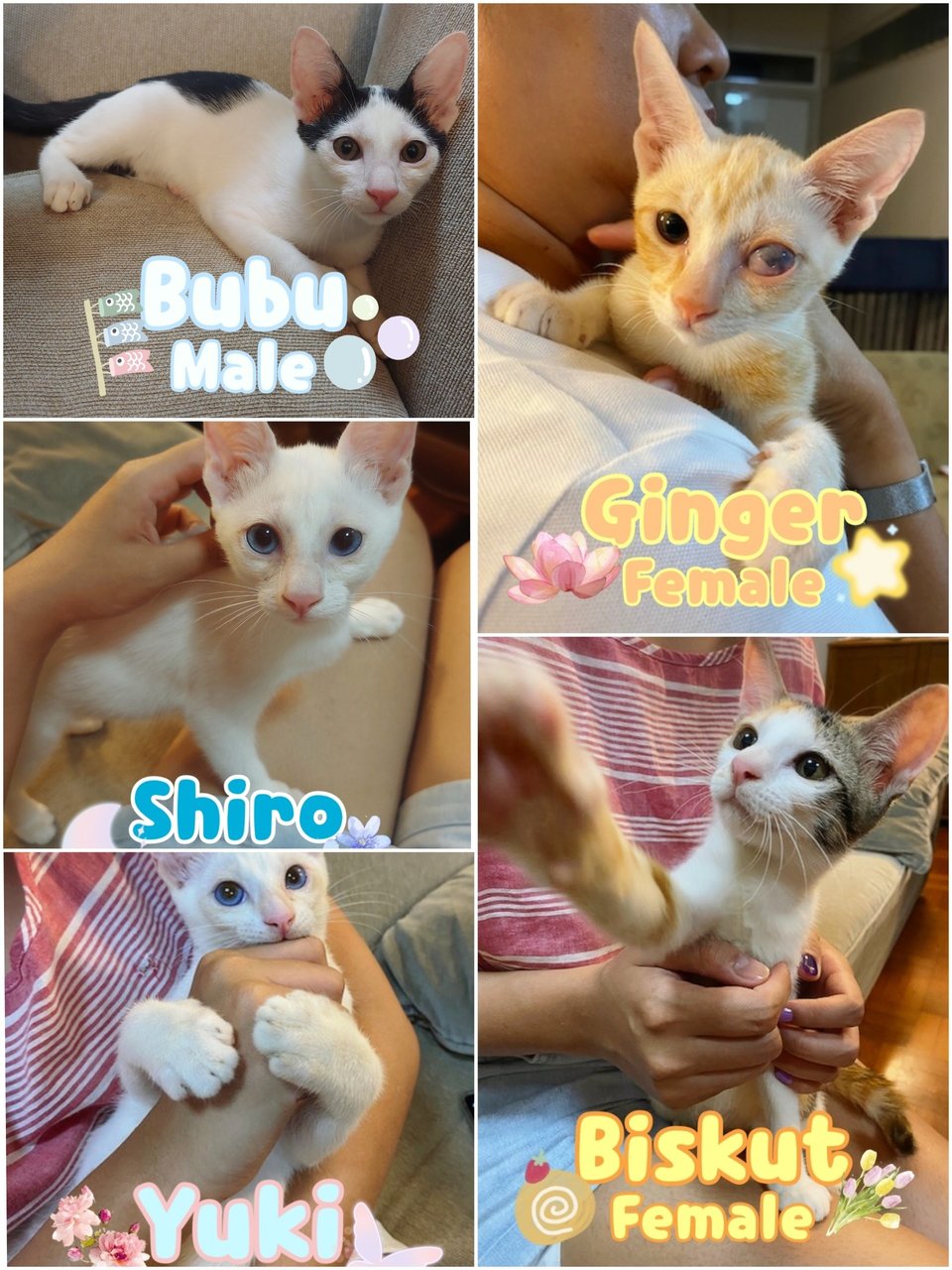 5 Kittens 🐱 (3 Adopted) - Domestic Short Hair Cat