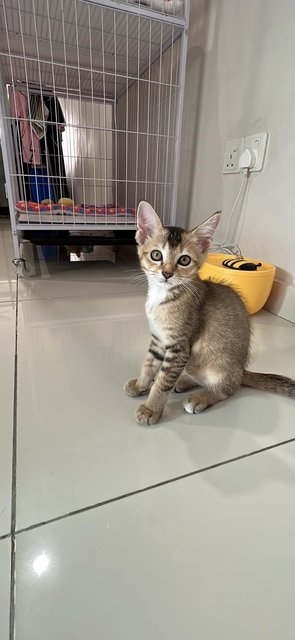 Yuan Yuan  - Tabby Cat