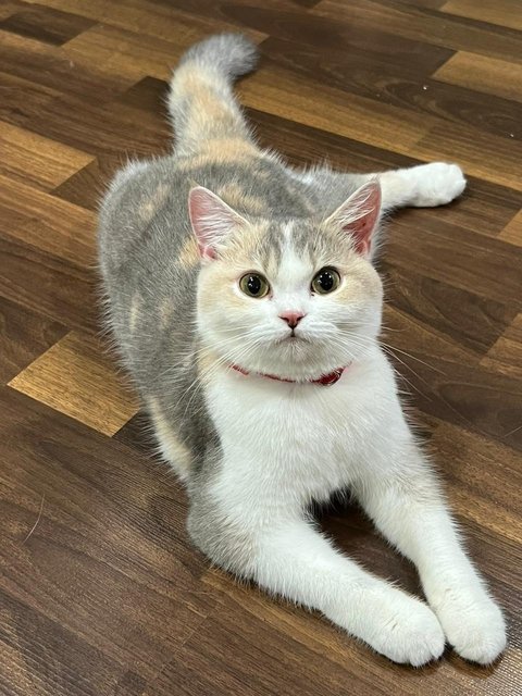 Lily - British Shorthair + Munchkin Cat