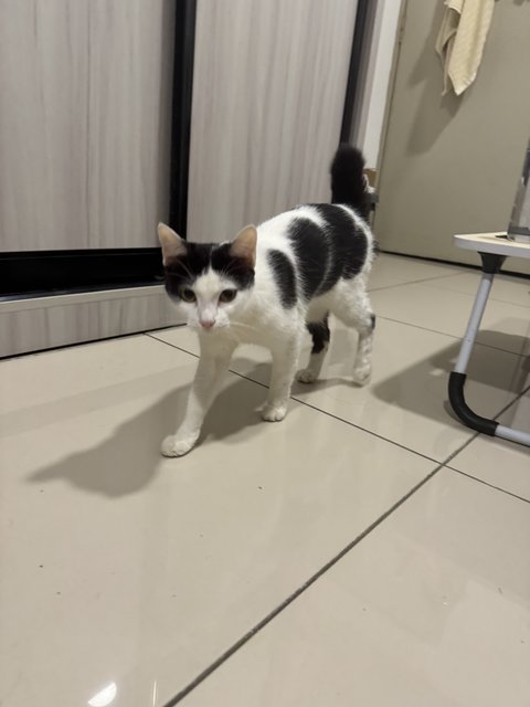 Oreo - Domestic Medium Hair Cat