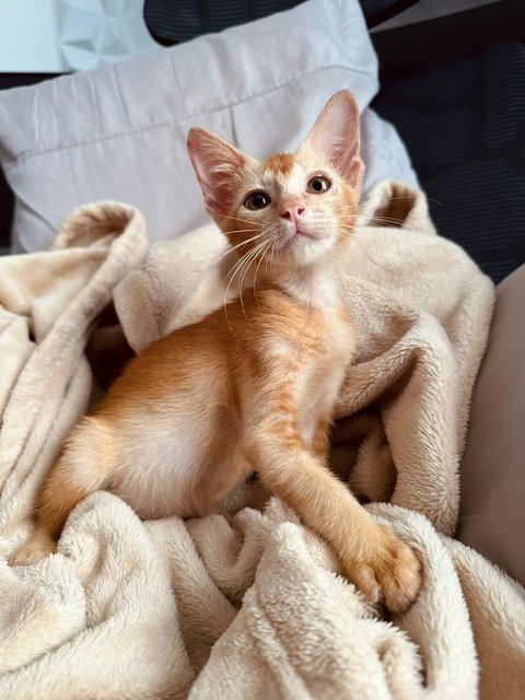 Pumpkin - Domestic Short Hair Cat