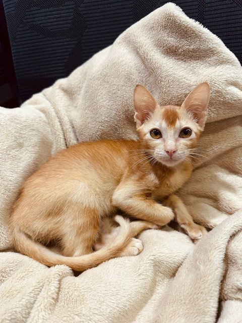 Pumpkin - Domestic Short Hair Cat