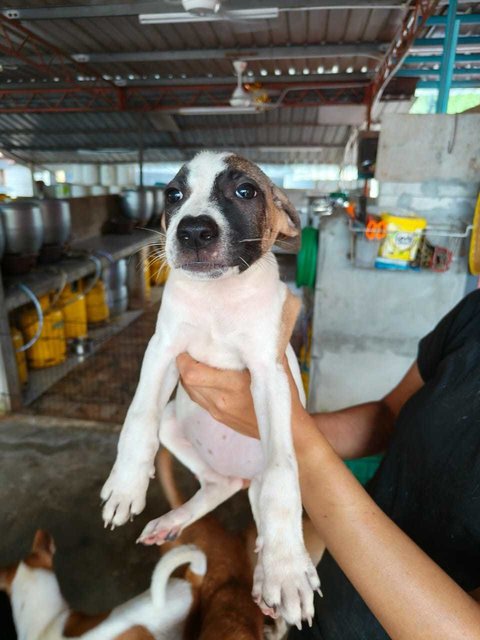 Nana 1 - Terrier Mix Dog