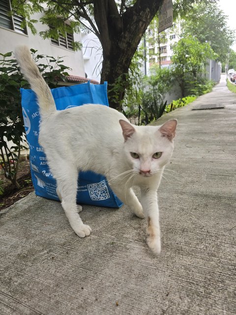 White  - Domestic Short Hair Cat