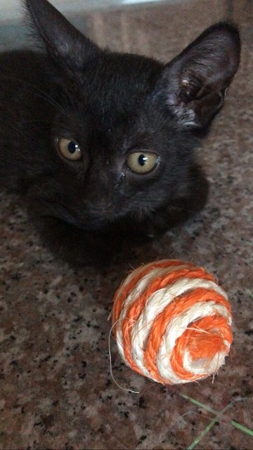 Yayoi And Panda - Domestic Short Hair Cat