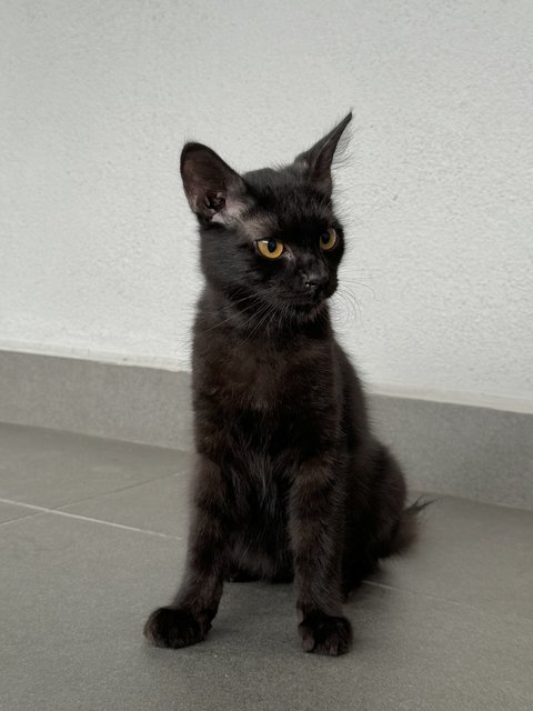 Toothless - Domestic Medium Hair Cat