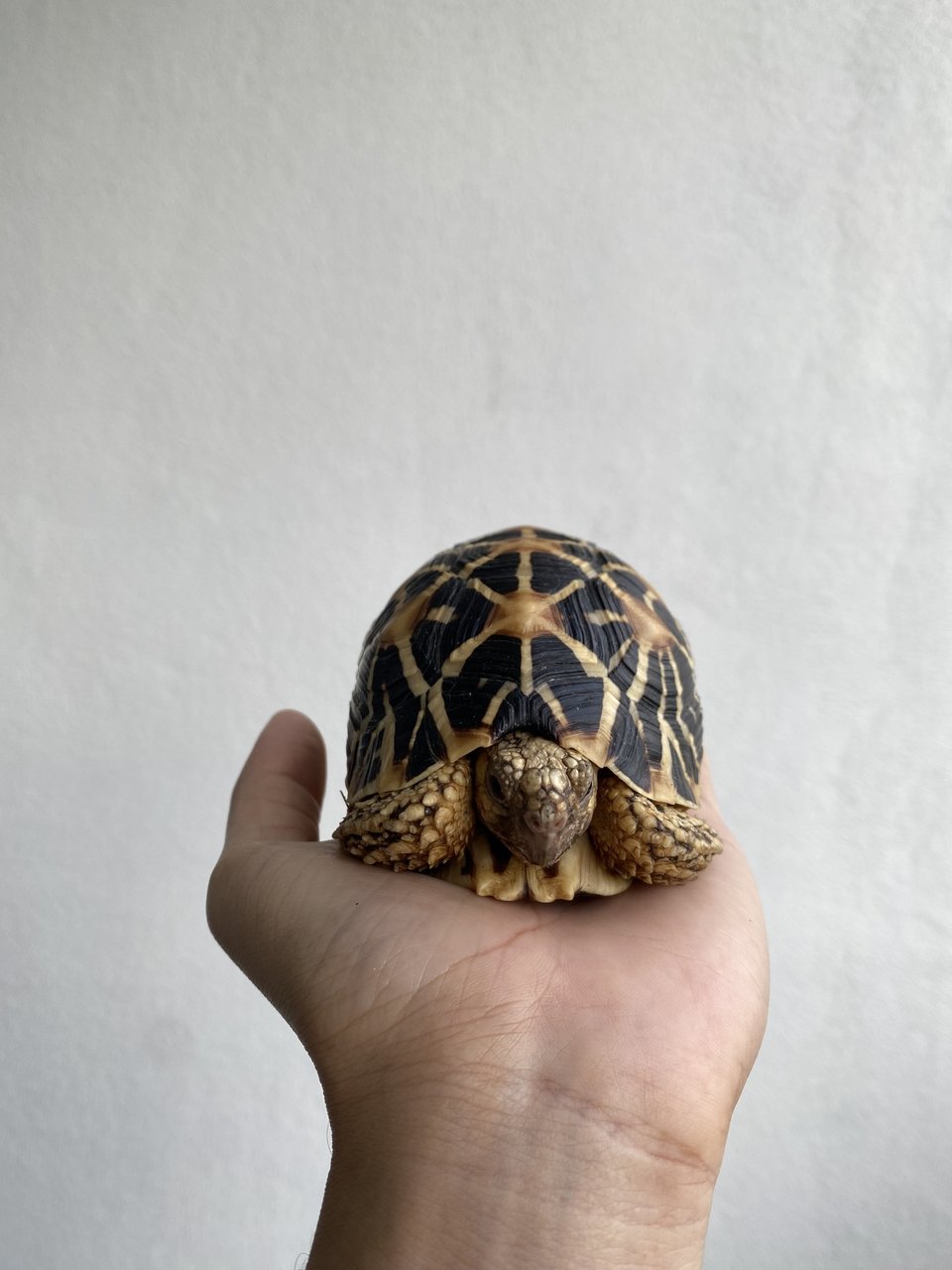 Indian Star Tortoise - Tortoise Reptile