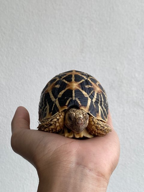 Indian Star Tortoise - Tortoise Reptile