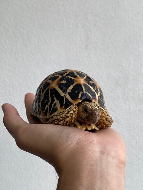 Indian Star Tortoise - Tortoise Reptile